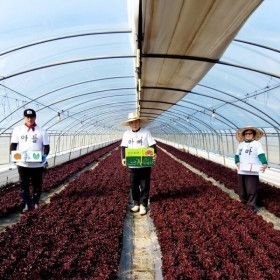 상품 이미지: (신선집중) 매일수확 신선한 상추 정성가득 정직한 가족愛농장 청상추 꽃상추 4kg