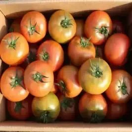 상품 이미지: [T쇼페] [품질보증] 직접농사지은 국내산 완숙 찰 토마토 5kg 중소과