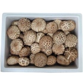 상품 이미지: (신선집중) 무안 도담 생 표고버섯1kg 가정용(못난이)