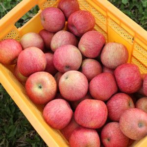 상품 이미지: (신선집중) 입안과즙가득 빨간사과  4kg 19~27 가정용