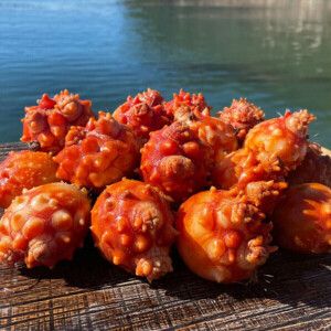 상품 이미지: (신선집중) 국내산 통영 제철 활멍게1kg  손질 깐 멍게 500g