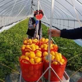 상품 이미지: 다담농산 성주참외 한정특가 5kg(혼합과/실속가정용)/포장재포함/실중량도표참조/한정수량