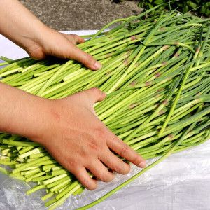 상품 이미지: 국산 햇 마늘쫑 5kg 알싸하고 달큰한 마늘종 마늘특구 2026년 영천산