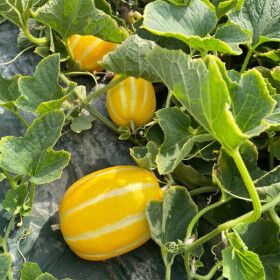 상품 이미지: 산지직송 가정용 성주참외 5kg 제철과일 고당도 꿀참외 달콤 아삭한 맛