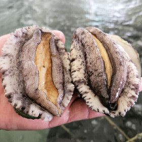 상품 이미지: 완도맘 완도 활 전복 1kg(11-13미) 횟감용