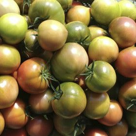 상품 이미지: 부산 대저토마토 당일수확 2.5kg 대과(L) 짭짤이 정품 고품질 산지직송 / 단짠단짠의 매력적인 맛