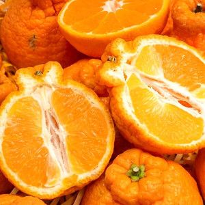 상품 이미지: 제주 게르마늄 한라봉 혼합 가정용 10kg 당도선별 과즙탱글