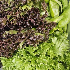 상품 이미지: (신선집중) (무농약/GAP인증) 유러피안 상추/샐러드/쌈채소 1kg 랜덤구성(3~6종)