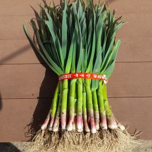 상품 이미지: (신선집중) 탑고지 강승희 햇 뒤안마늘 농장 풋마늘 1단 2kg내외 산지직송