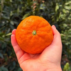 상품 이미지: (신선집중) 제주 귤 고당도 카라향 감귤 가정용 혼합과 1.5kg(실중량) 9~16과