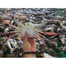 상품 이미지: 지금이 제철 금어기 해제 서천 자연산 숫꽃게2kg(6~10)내외  ~금어기 해제기념 할인 판매중