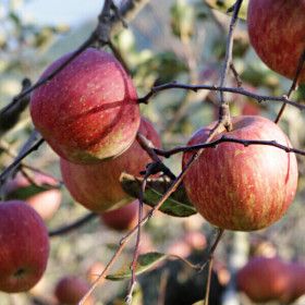 상품 이미지: 주스용 못난이 사과 10kg(박스포함무게/랜덤/혼합/흠과/쭈글이) 반품불가