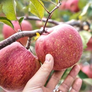 상품 이미지: 경북 사과 부사 못난이 가정용 사과 중대과 5kg