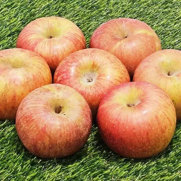 상품 이미지: 매일먹는 부사사과 실속 못난이 2Kg (중소과 10~13과)