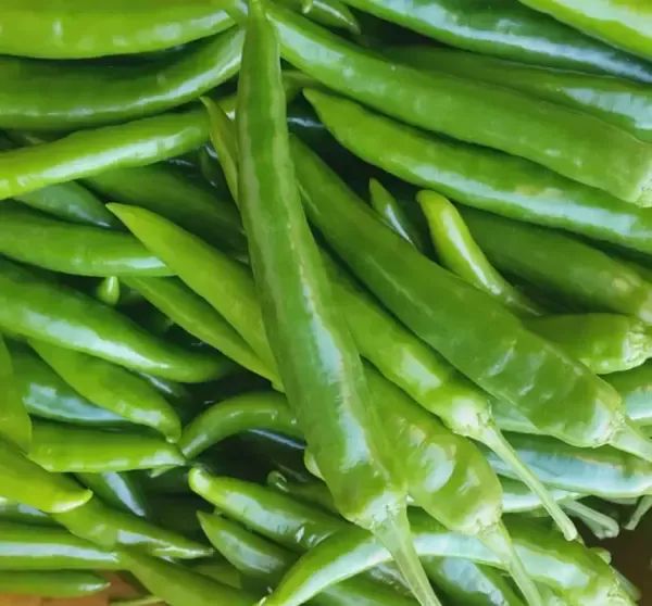 상품 이미지: 국내산 오이고추 1kg