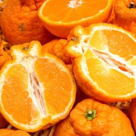 상품 이미지: 제주 게르마늄 한라봉 혼합 가정용 10kg 당도선별 과즙탱글