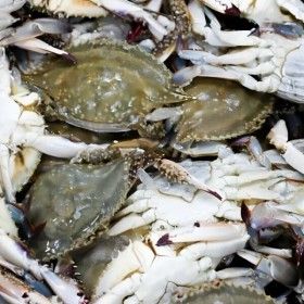 상품 이미지: 특품 연평도 암꽃게 절단꽃게 1kg 냉동 꽃게 급냉 수율 좋은 급냉 꽃게