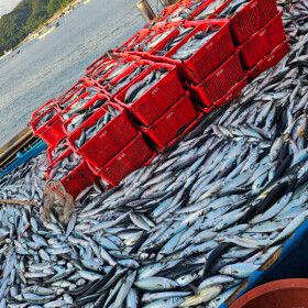 상품 이미지: 진공 자반 고등어 6미 대짜