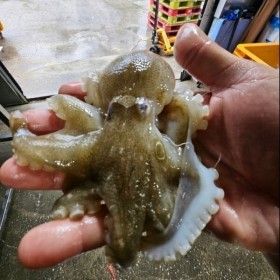 상품 이미지: (신선집중) 제철 활 주꾸미 쭈꾸미 1kg 당일 경매 당일 입찰