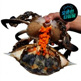 상품 이미지: (물가안정) (신선집중) 제철 활 암꽃게 1kg 3-4미 중대사이즈 국내산 알배기 봄 암꽃게 당일조업 당일 경매