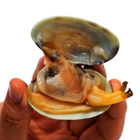 상품 이미지: (신선집중) 남해안 문어 왕바지락 3kg 140미 내외 / 다이버가 잡은 신선한 활 바지락