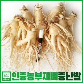 상품 이미지: 중난발삼 (750g 11뿌리 내외) 6-5년근 인삼 클수록 액이 진하게 잘나와요 홍삼액달임용 삼계탕용 금산수삼