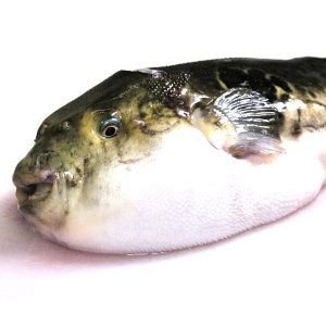 상품 이미지: 손질 복어 참복 500g 국내산 자주복 복지리 3-6미 복요리