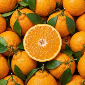 상품 이미지: 제주 하우스 한라봉 실패없는 감칠맛 끝판왕 가정용 4.5kg