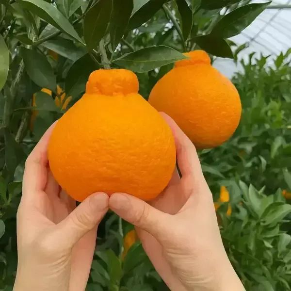 상품 이미지: 한라봉 맛집 새콤달콤 제주 노지 한라봉 10kg