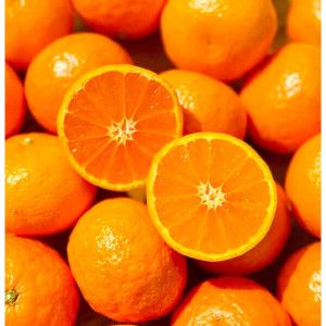 상품 이미지: (하루딱50박스) 최대16brix 상큼달콤 제주 카라향 // 5kg 정품 제주직배송