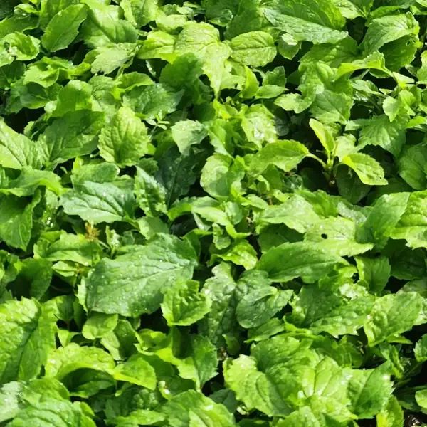 상품 이미지: 제주 애월 취나물 국내산 4kg