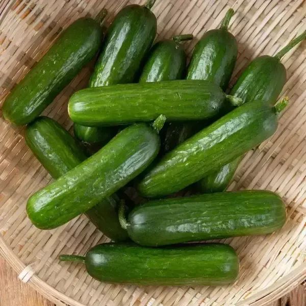 상품 이미지: 국내산 아삭한 스낵오이 미니오이 1kg