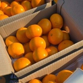 상품 이미지: (품질보증) 정품 제주 산지직송 제철 고당도 천혜향 2kg 로얄 중과 12과내외 오늘발송 100%환불보장