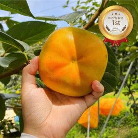 상품 이미지: 달콤아삭 경남 단감 흠과 10KG 달콤아삭 경남 단감 가정용 햇단감 10KG