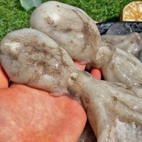 상품 이미지: 봄 제철 알배기 활 알주꾸미 1kg 생물 쭈꾸미