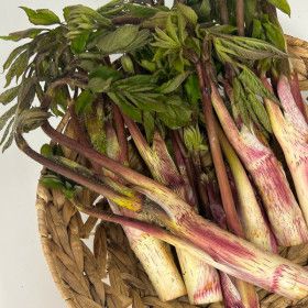 상품 이미지: (신선집중) 땅두릅 국내산 두릅 제철 봄나물 1kg / 산지직송연구소