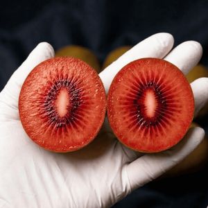 상품 이미지: {최상품} 초고당도 제스프리 루비 레드키위 20과 입점행사