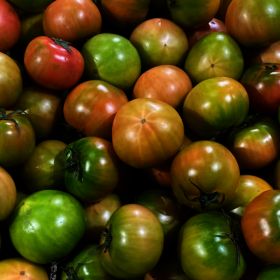 상품 이미지: (신선집중) 부산 대저토마토 2.5kg (S-3S) 소과 (가정용) / 단짠단짠 품질보장