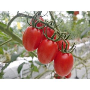 상품 이미지: 산지직송 대추 방울토마토 최상급 프리미엄 로얄과 1kg 2kg 3kg 대추방울토마토2kg 2개 구매시 5kg발송