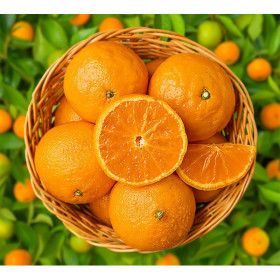 상품 이미지: 제주직송 달콤한 카라향 당일수확  5kg 고당도 가정용 혼합과 제주봄귤 첫수확 한정특가