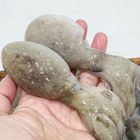 상품 이미지: 대왕 선동 활 쭈꾸미 1kg 조업즉시 살아있는 상태로 급냉한 금테문어급 대왕 주꾸미 (7~10미 내외)