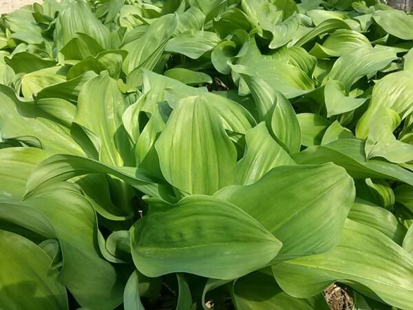 상품 이미지: 대명이(줄기명이) 강원도 인제 고랭지 명이나물 산마늘 1kg