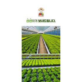 상품 이미지: 달콤마켓무농약GAP 유럽샐러드 쌈채소 1kg  당일수확당일발송