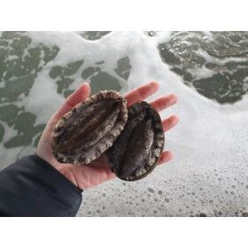 상품 이미지: 태양수산 활전복 특대 10~12미 1kg/손질칼증정