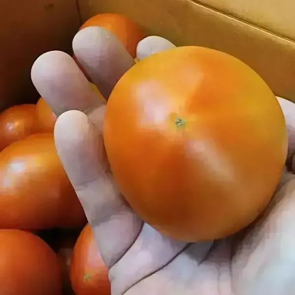 상품 이미지: 완숙 찰 토마토 못난이 쥬스용 소과 5kg