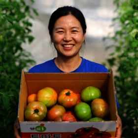 상품 이미지: 토마토 찰토마토 완숙토마토 유럽종 못난이 혼합사이즈 가정용 2.5kg(박스포함 3kg)