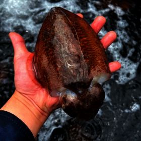 상품 이미지: 국내산 큼직 횟감 활 갑오징어 1kg 2~4미내외