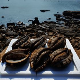 상품 이미지: 산지직송 완도 왕특특대 활전복 5~7미 1kg 산소팩 포장/손질 칼 증정