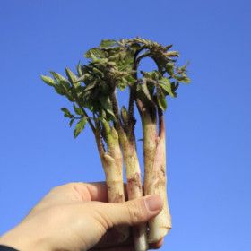 상품 이미지: (신선집중) 남해 농협 자연산 땅두릅 500g 제철 신선 봄나물 산지직송 남해군 나물