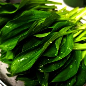 상품 이미지: 양구군산림조합 생 명이나물 1Kg 산마늘 품질보증 산지직송